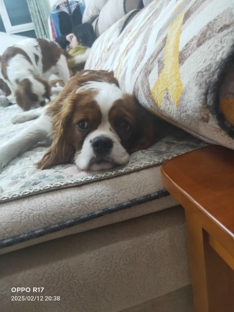 出售查理王小猎犬幼犬