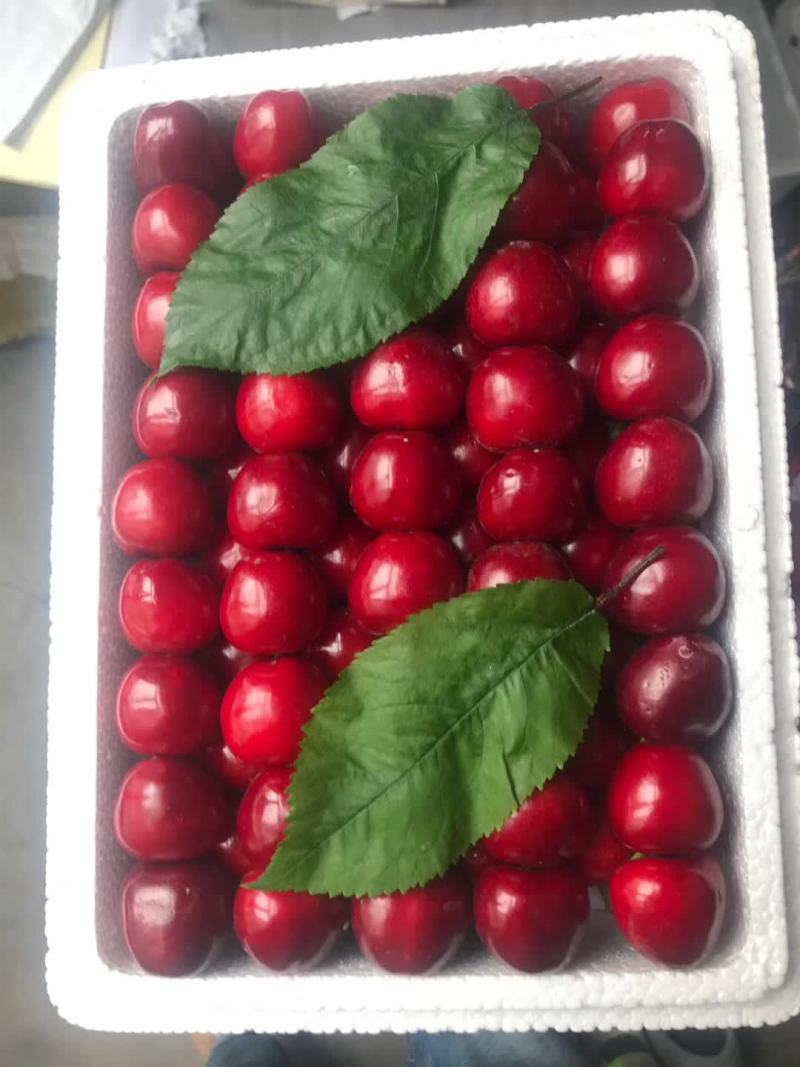 大樱桃