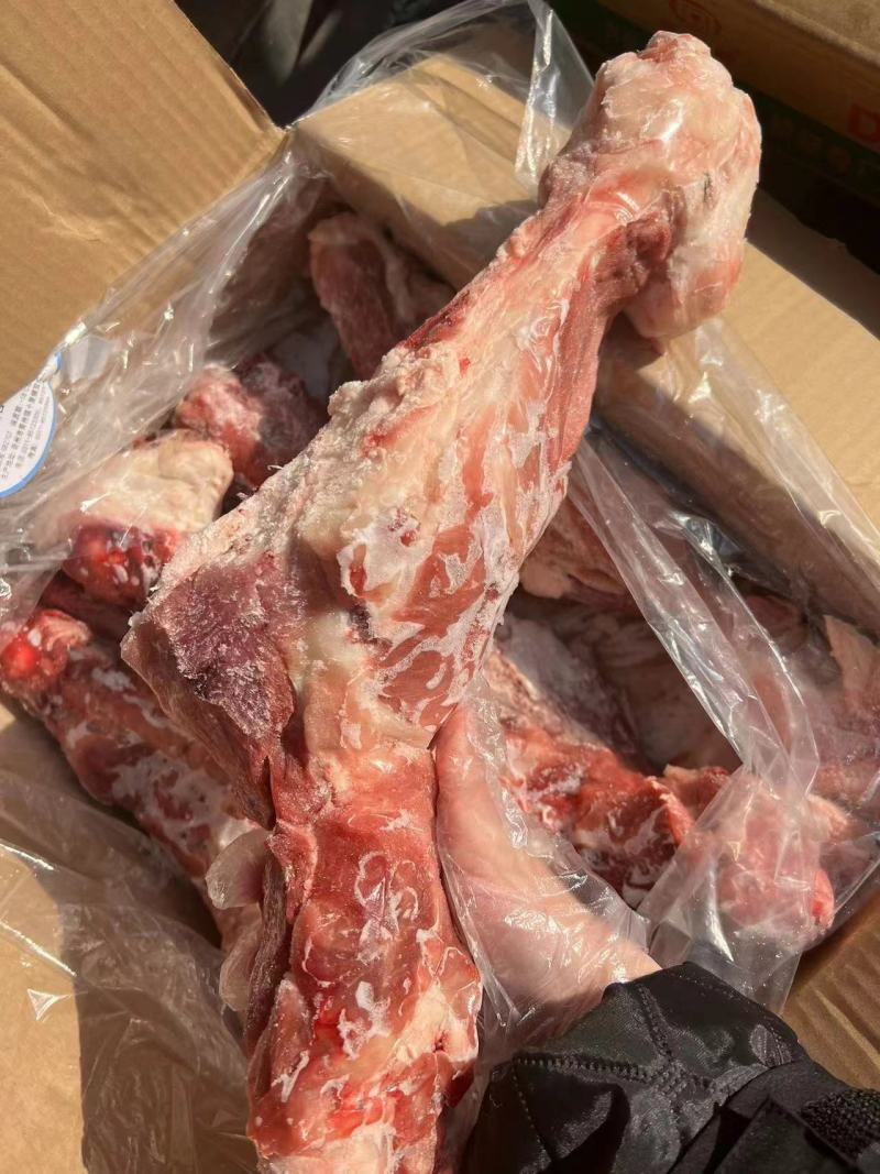 后腿骨