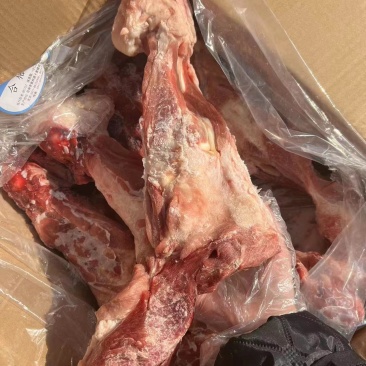后腿骨