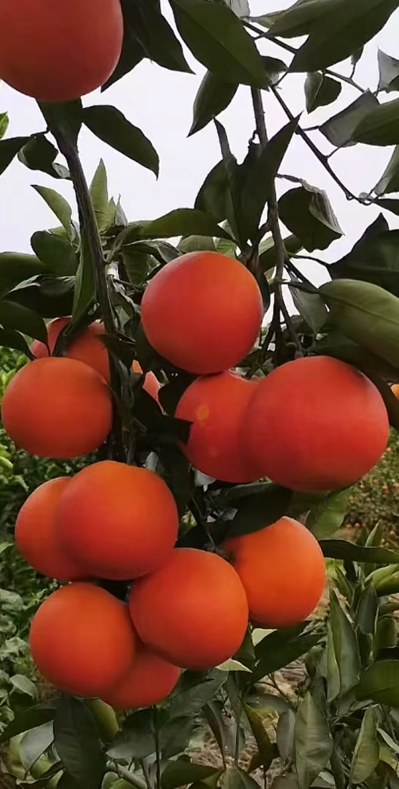 四川瓜果蔬菜代办