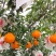 四川瓜果蔬菜代办