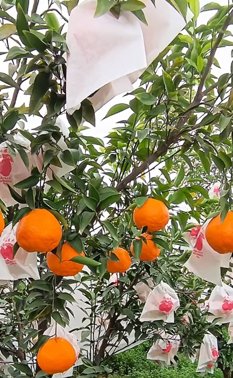 四川瓜果蔬菜代办