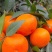 四川瓜果蔬菜代办