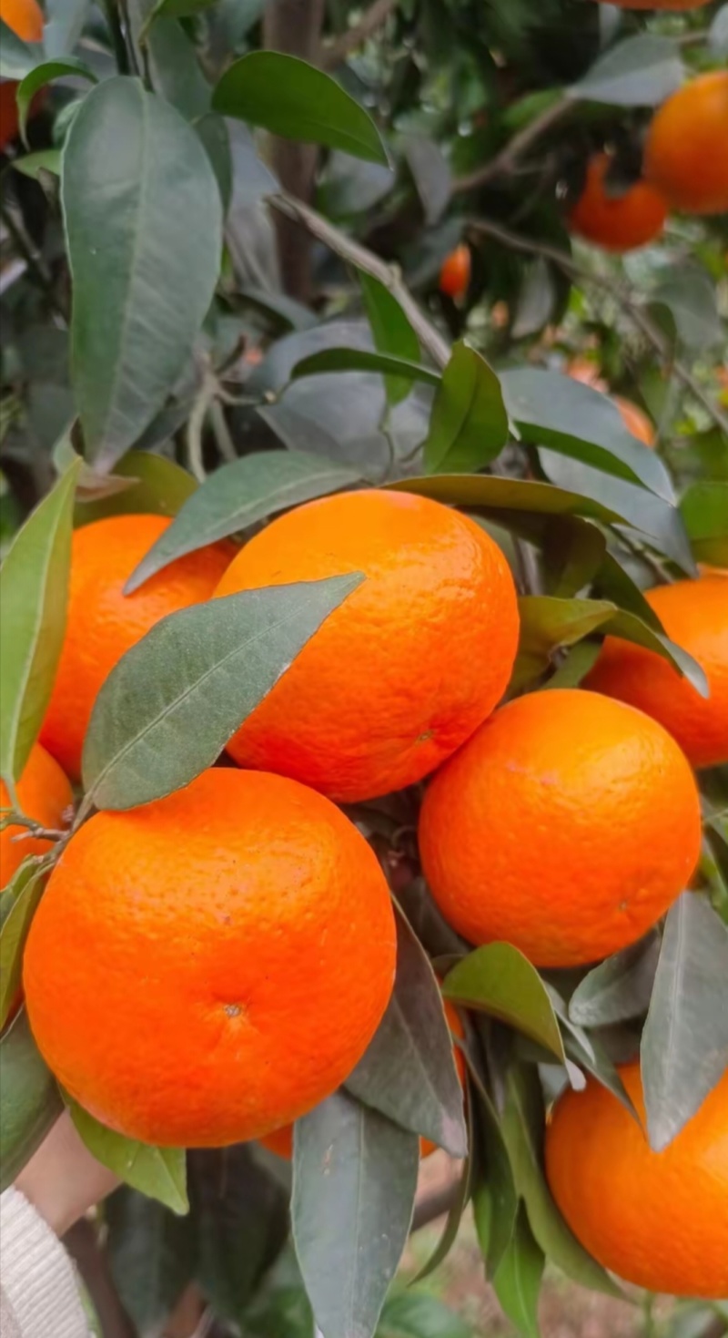 四川瓜果蔬菜代办