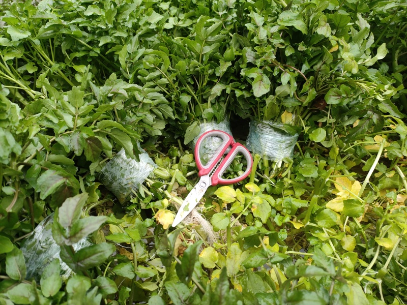 豆瓣菜干