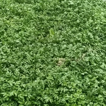 豆瓣菜干
