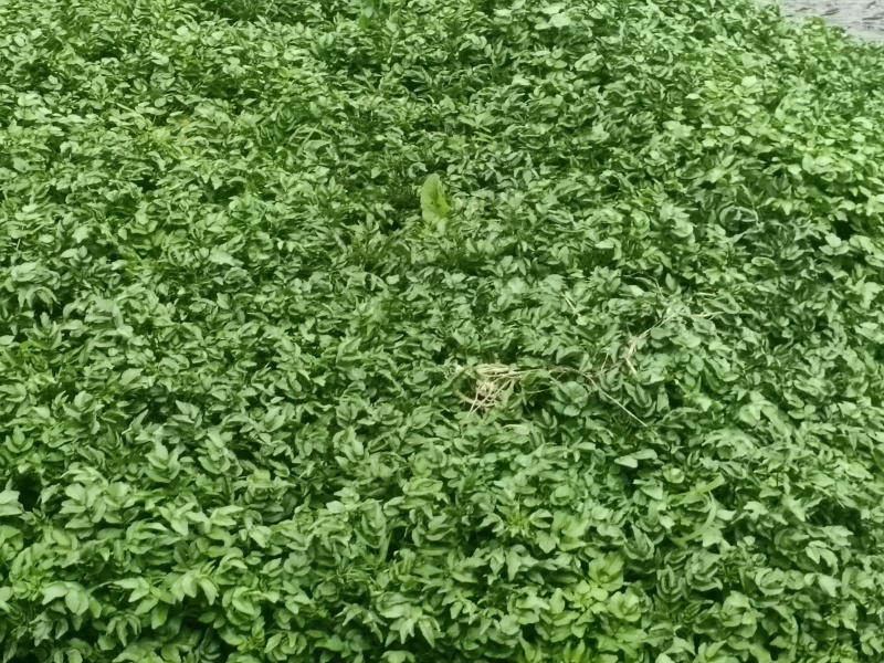 豆瓣菜干