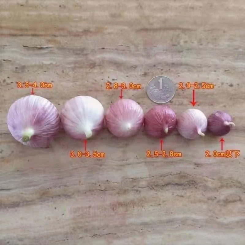 【电话联系】新鲜大蒜独头蒜分瓣蒜紫皮分蒜