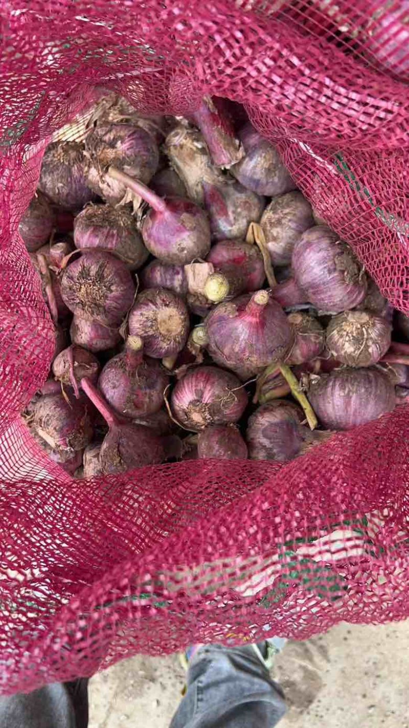 【电话联系】新鲜大蒜独头蒜分瓣蒜紫皮分蒜