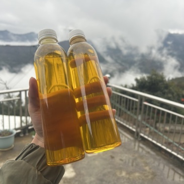 2024年广西百色高山茶油茶籽油物理压榨农家特产霜降茶油