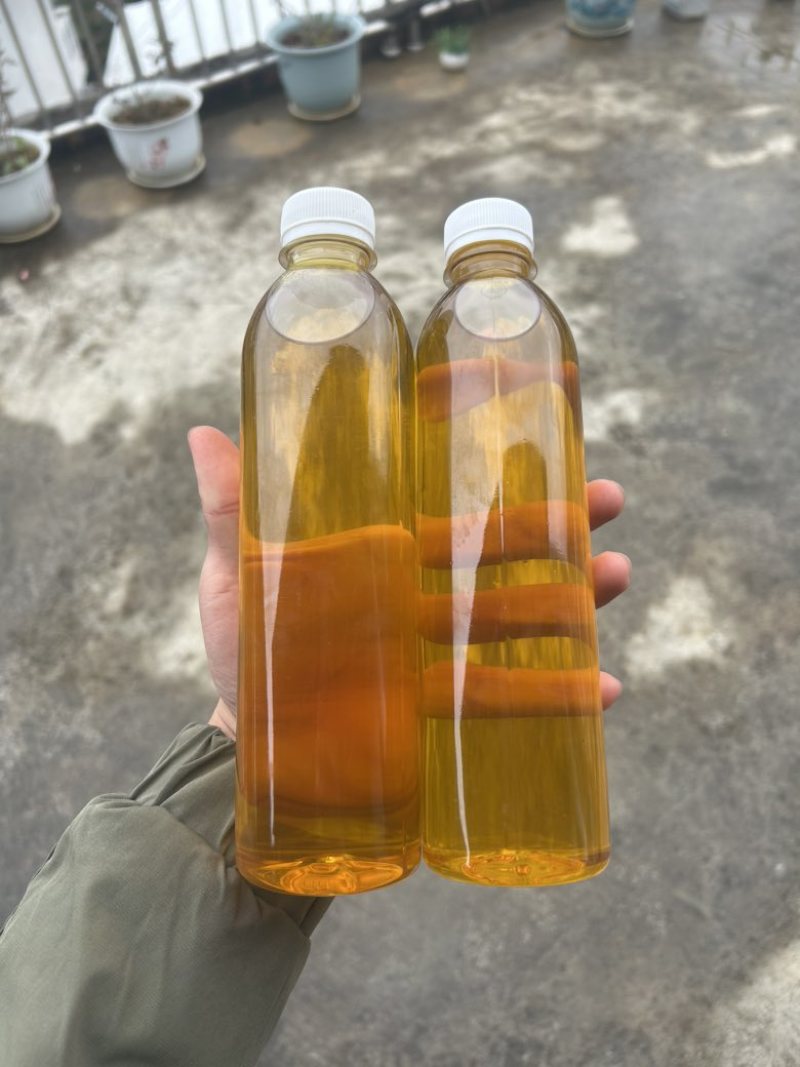 2024年广西百色高山茶油茶籽油物理压榨农家特产霜降茶油