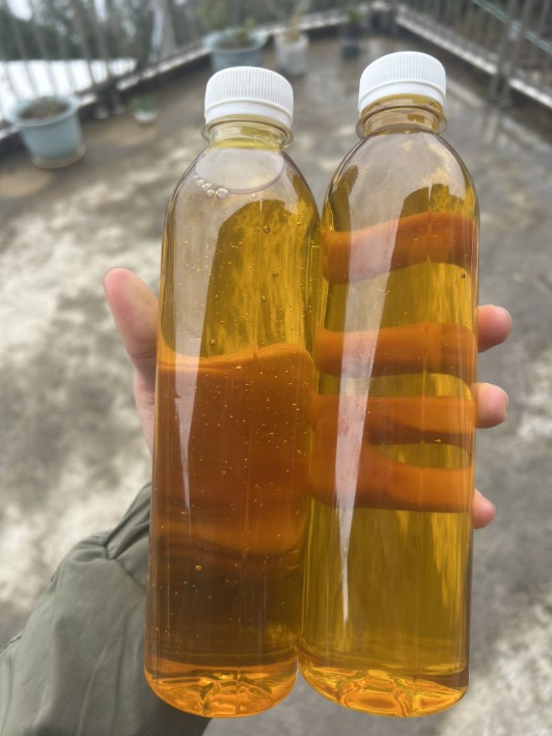2024年广西百色高山茶油茶籽油物理压榨农家特产霜降茶油
