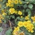 野生山菊花40每斤
