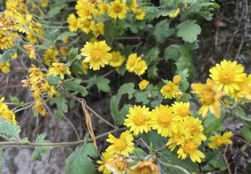 野生山菊花40每斤