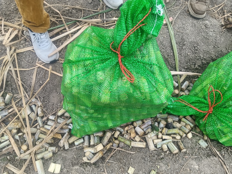 甘蔗种