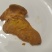**鸡宝（献鸡）