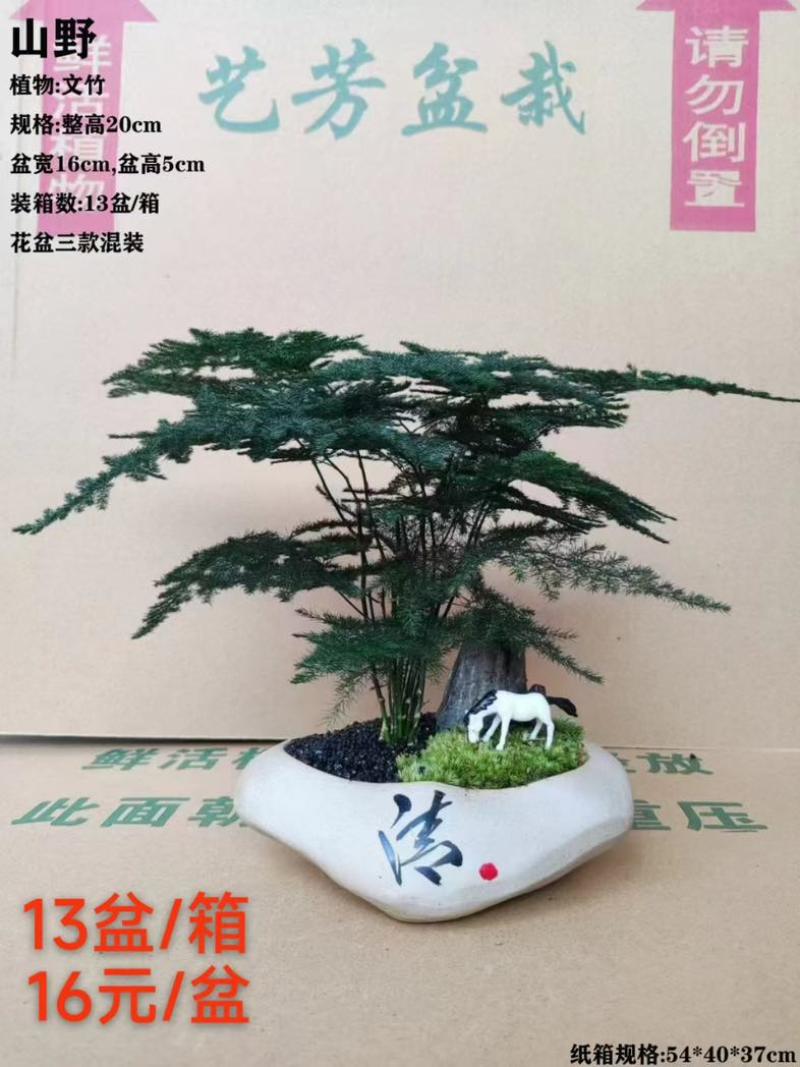 文竹盆栽室内绿植物办公室桌面小盆栽客厅四季常青花卉好养活云竹