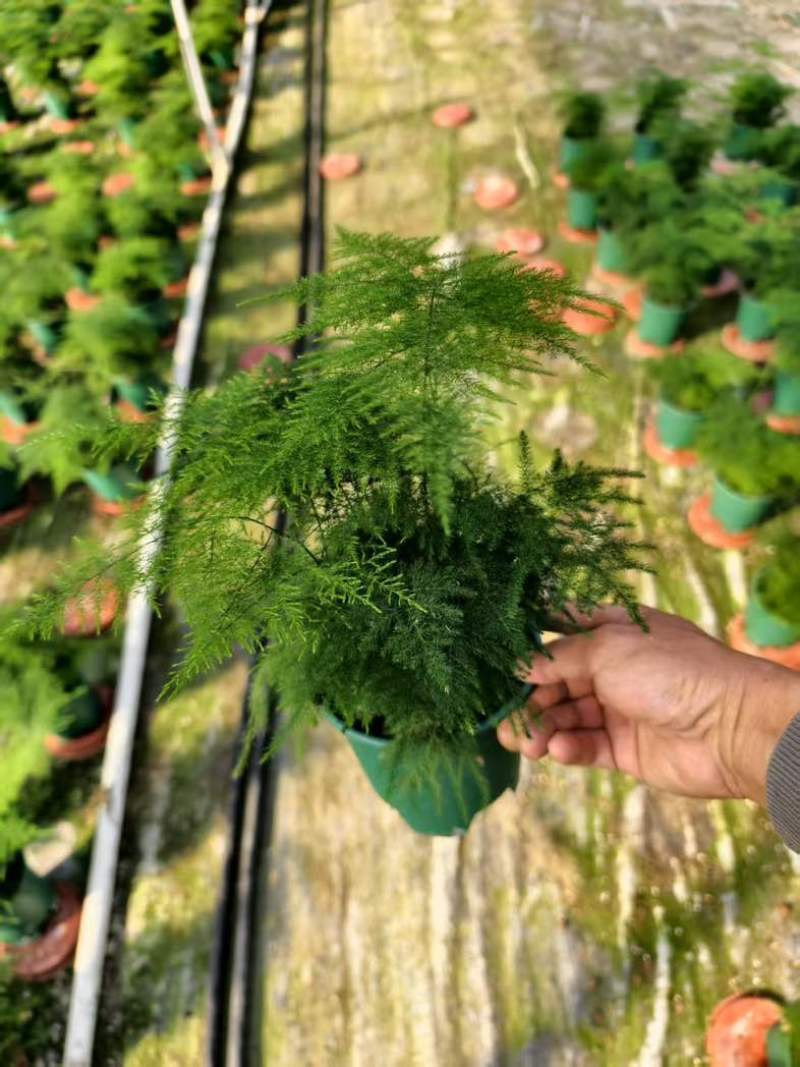 文竹盆栽室内绿植物办公室桌面小盆栽客厅四季常青花卉好养活云竹