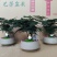 文竹盆栽室内绿植物办公室桌面小盆栽客厅四季常青花卉好养活云竹