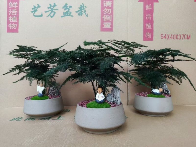 文竹盆栽室内绿植物办公室桌面小盆栽客厅四季常青花卉好养活云竹