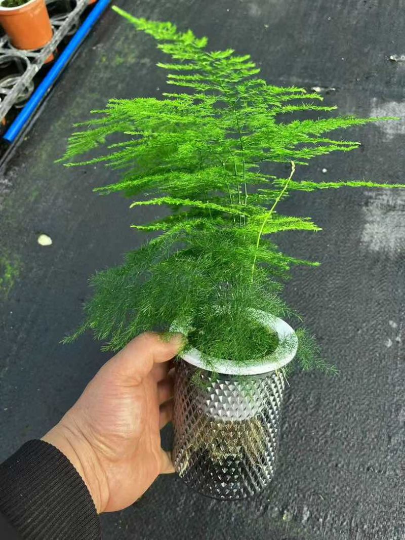文竹盆栽室内绿植物办公室桌面小盆栽客厅四季常青花卉好养活云竹