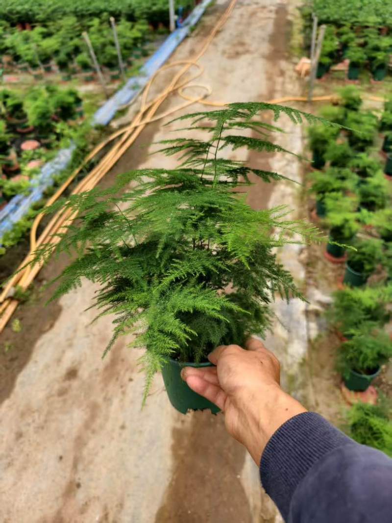 文竹盆栽室内绿植物办公室桌面小盆栽客厅四季常青花卉好养活云竹