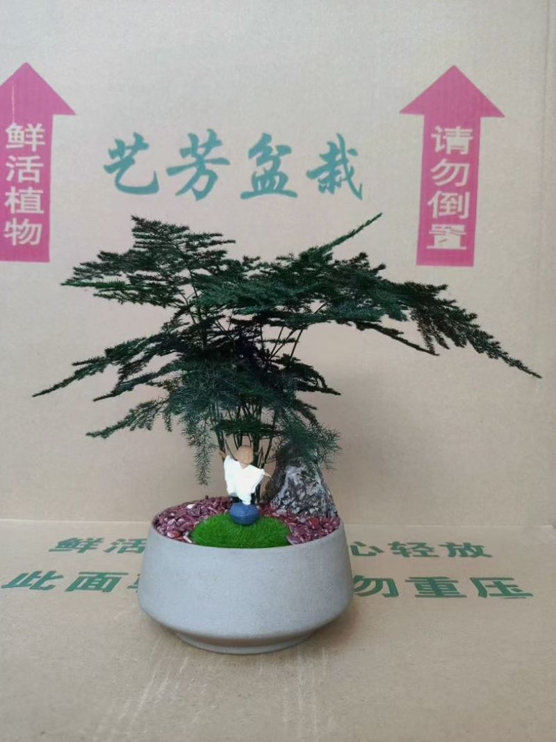 文竹盆栽室内绿植物办公室桌面小盆栽客厅四季常青花卉好养活云竹