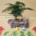 文竹盆栽室内绿植物办公室桌面小盆栽客厅四季常青花卉好养活云竹