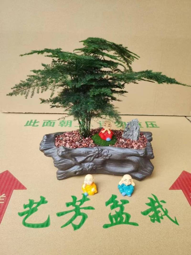 文竹盆栽室内绿植物办公室桌面小盆栽客厅四季常青花卉好养活云竹