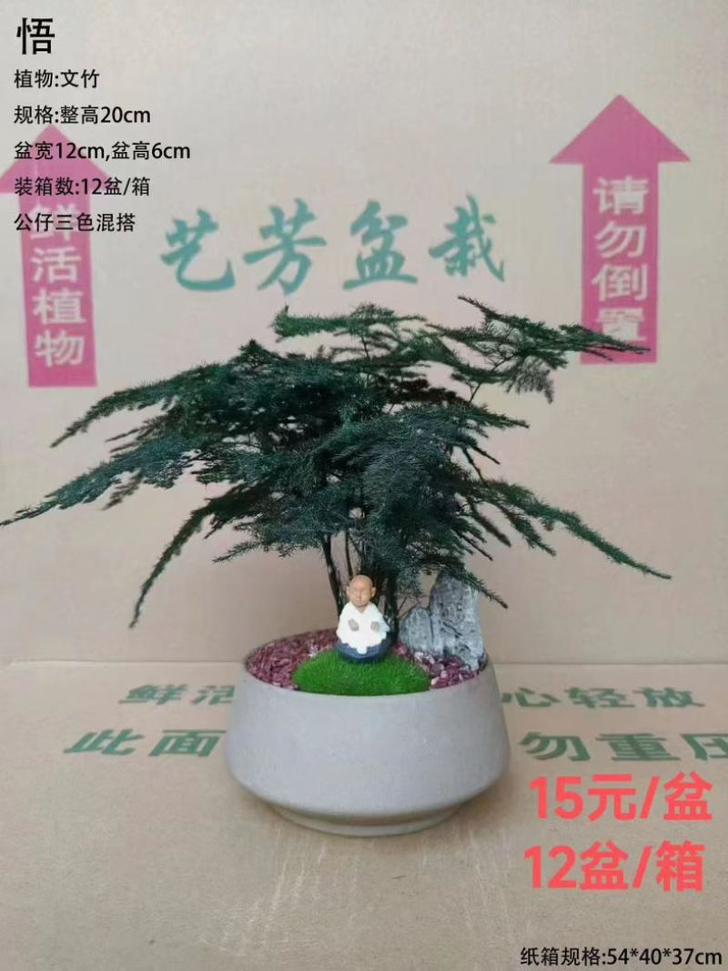 文竹盆栽室内绿植物办公室桌面小盆栽客厅四季常青花卉好养活云竹