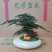 文竹盆栽室内绿植物办公室桌面小盆栽客厅四季常青花卉好养活云竹