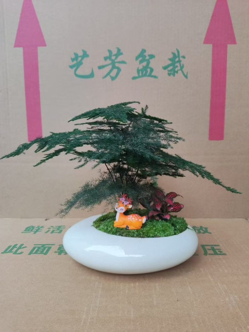 文竹盆栽室内绿植物办公室桌面小盆栽客厅四季常青花卉好养活云竹