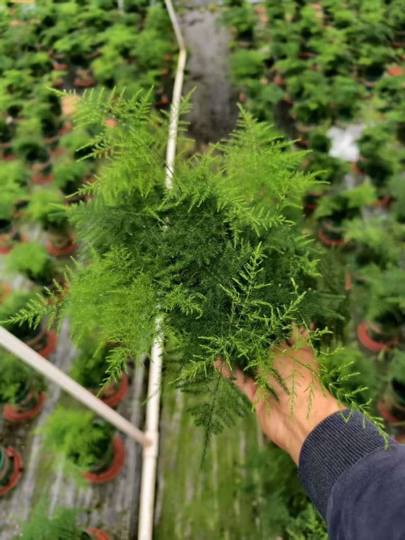 文竹盆栽室内绿植物办公室桌面小盆栽客厅四季常青花卉好养活云竹