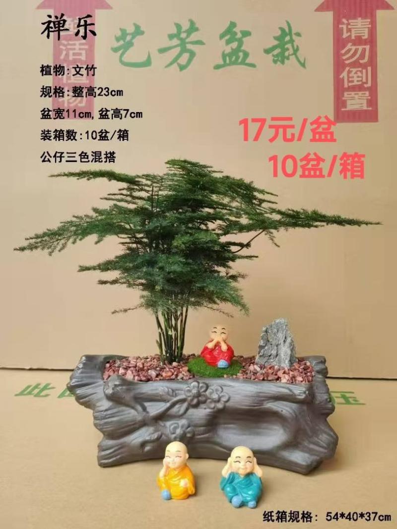 文竹盆栽室内绿植物办公室桌面小盆栽客厅四季常青花卉好养活云竹