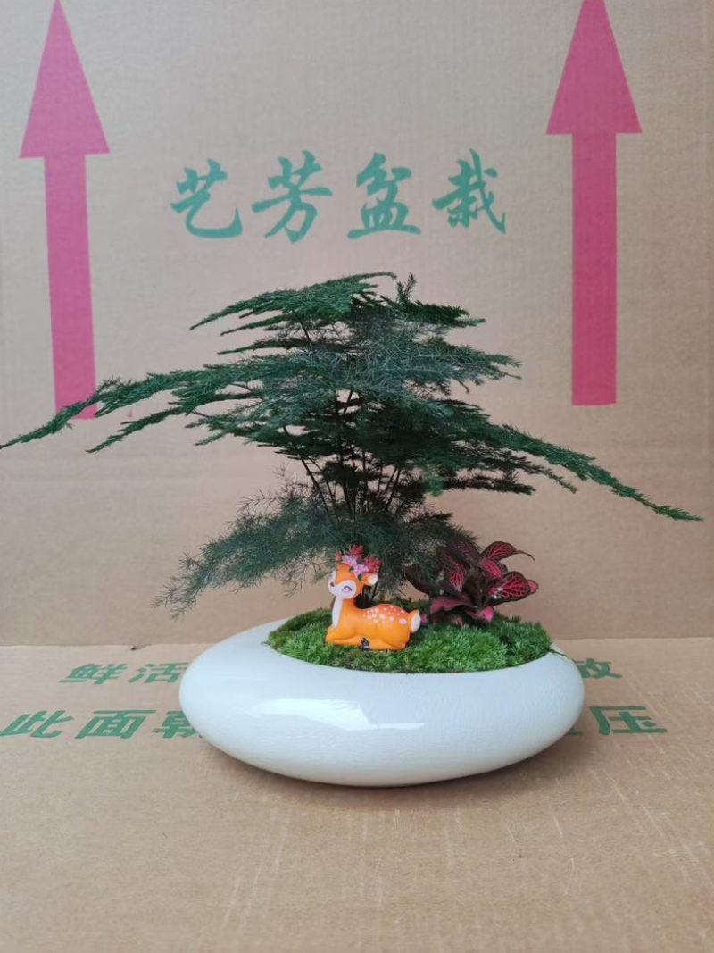 文竹盆栽室内绿植物办公室桌面小盆栽客厅四季常青花卉好养活云竹