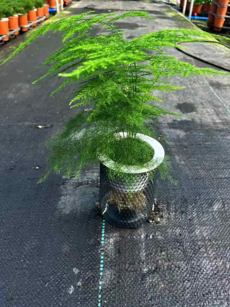文竹盆栽室内绿植物办公室桌面小盆栽客厅四季常青花卉好养活云竹
