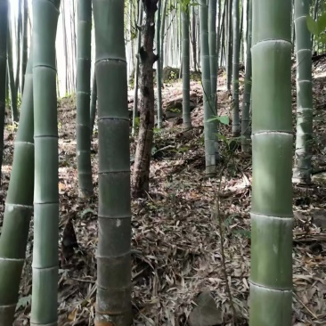楠竹