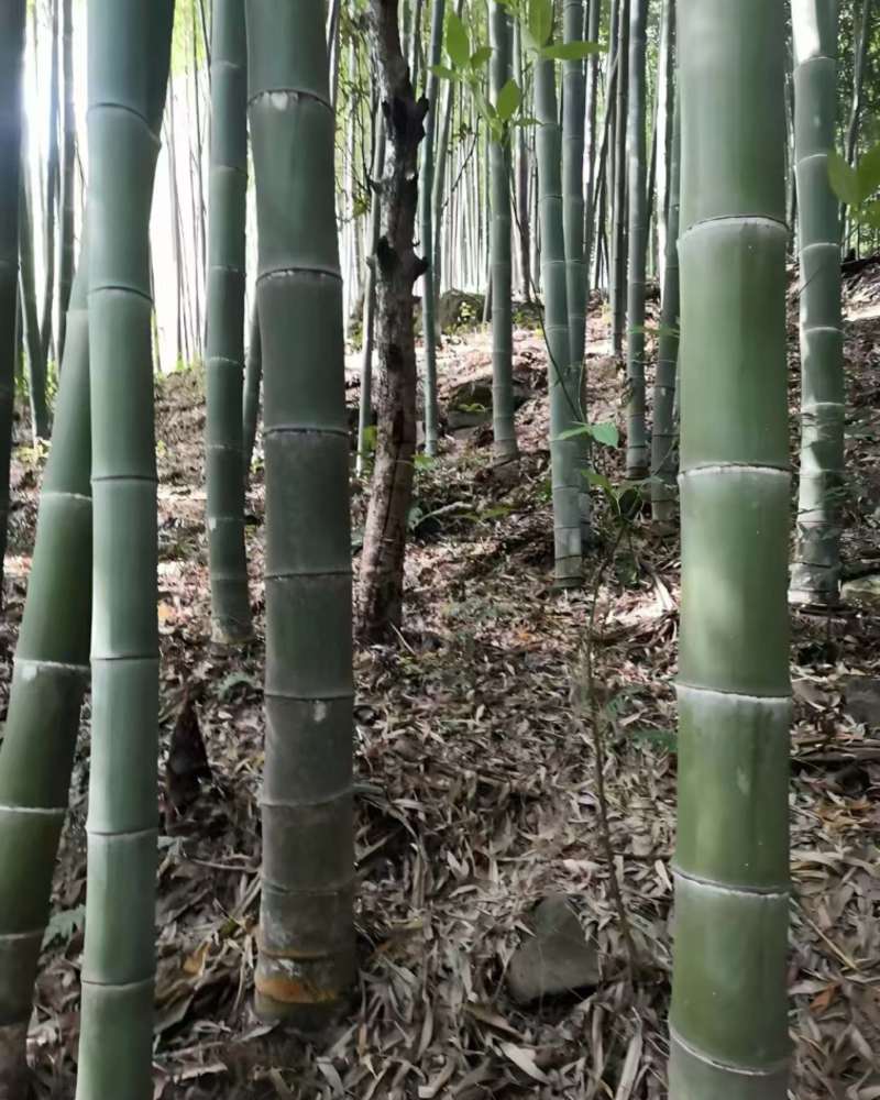 楠竹