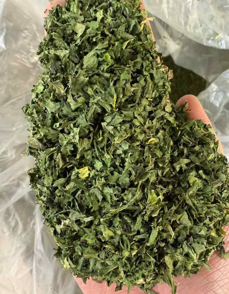 批发大叶欧芹颜色好杂质少***********