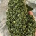 批发大叶欧芹颜色好杂质少***********