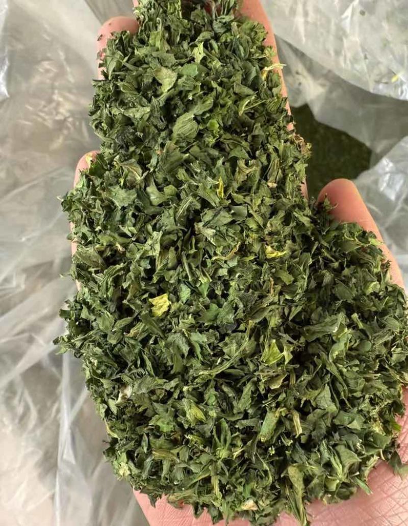 批发大叶欧芹颜色好杂质少***********