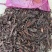批发紫草250g每袋小包装紫草上色效果好50小包一箱共25斤