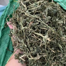 灵香草段大叶新货95干颜色一般绿味道好80斤/件