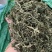 灵香草段大叶新货95干颜色一般绿味道好80斤/件