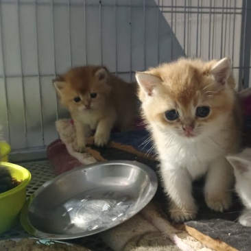 宠物猫