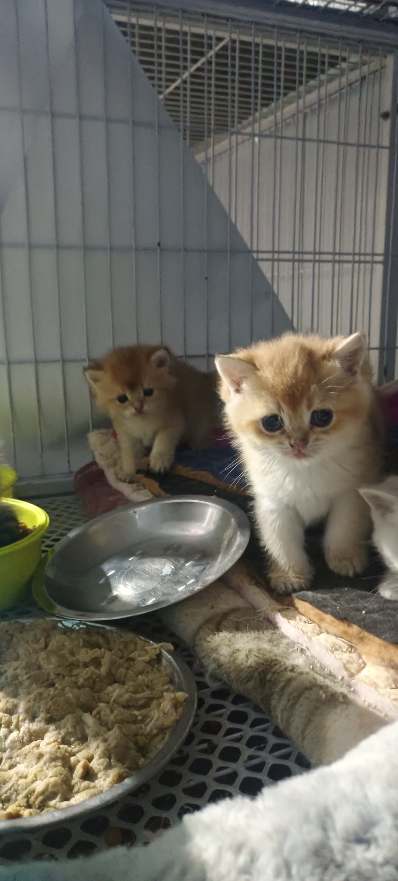 宠物猫