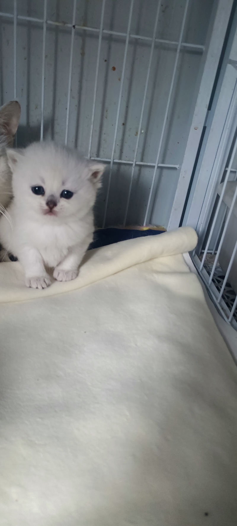 宠物猫