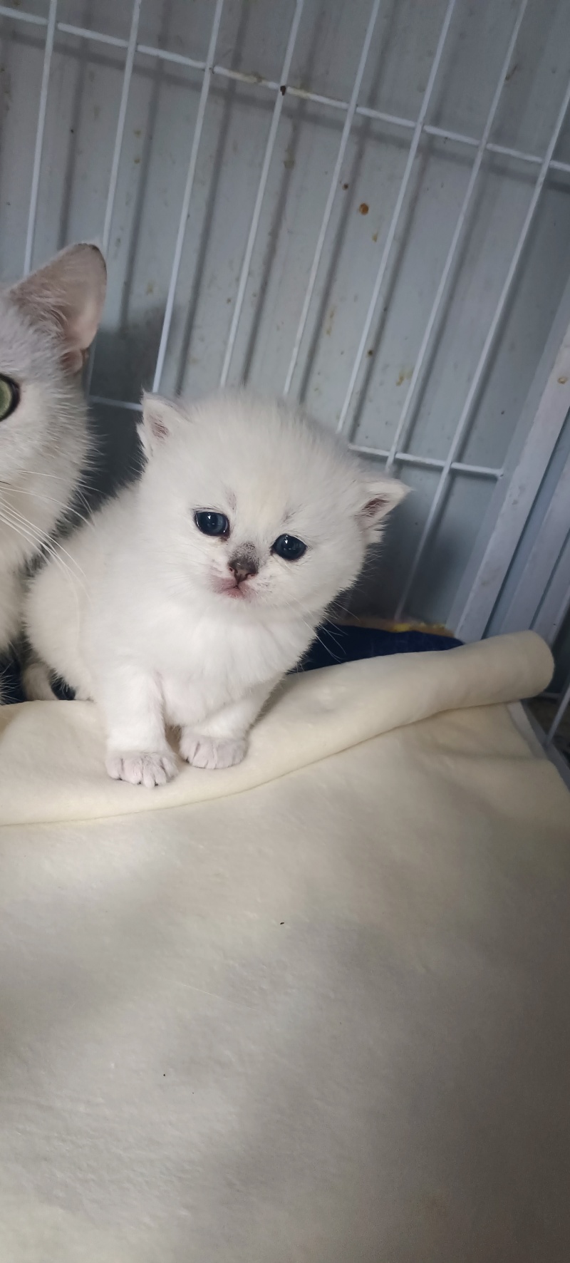 宠物猫