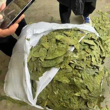 国产香叶，进口香叶，中绿。特绿